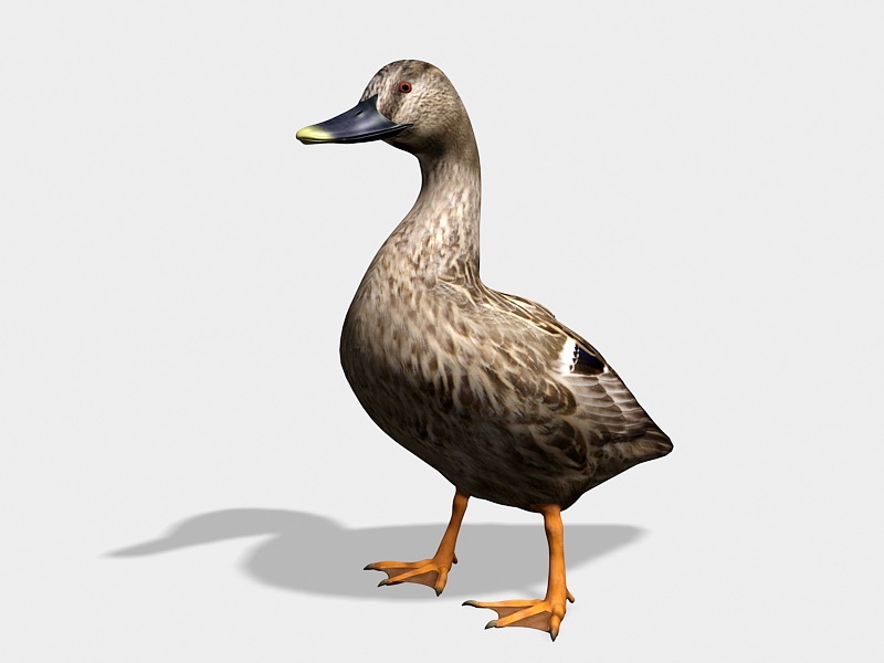 Dabbling Duck 3d rendering