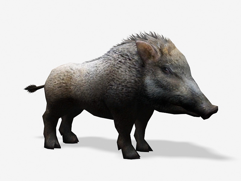 Wild Boar Low Poly 3d rendering