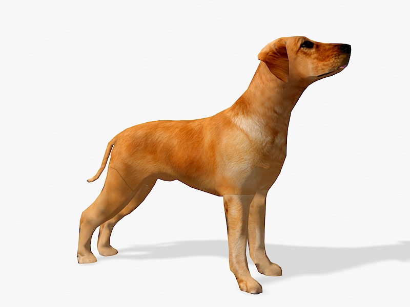 Tan Boxer Dog 3d rendering