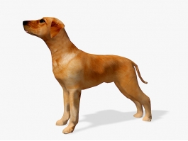 Tan Boxer Dog 3d model preview