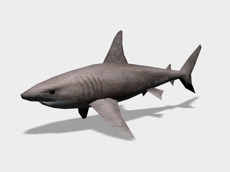 Great White Shark 3d rendering