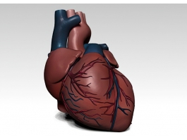 Realistic Human Heart 3d model preview