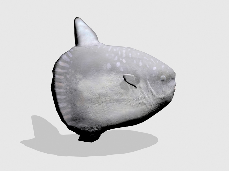 Ocean Sunfish 3d rendering