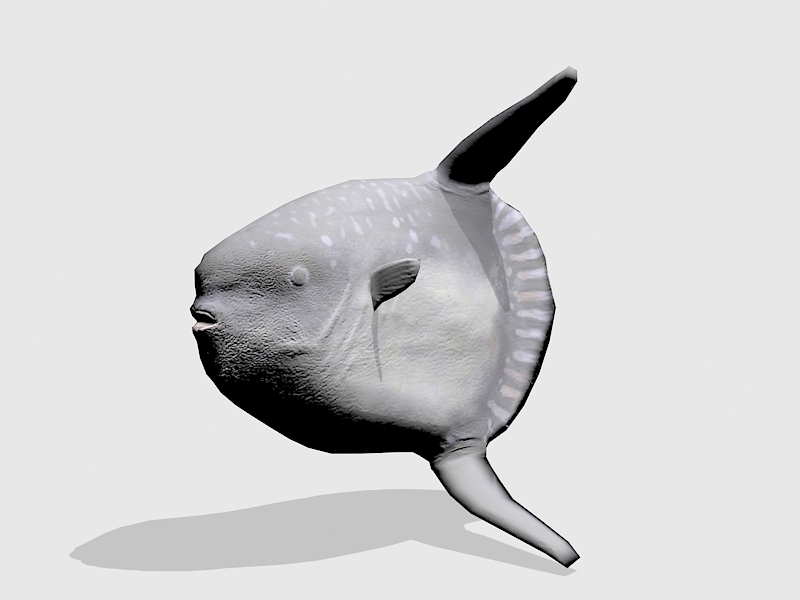 Ocean Sunfish 3d rendering