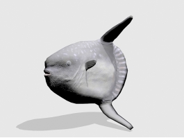 Ocean Sunfish 3d preview