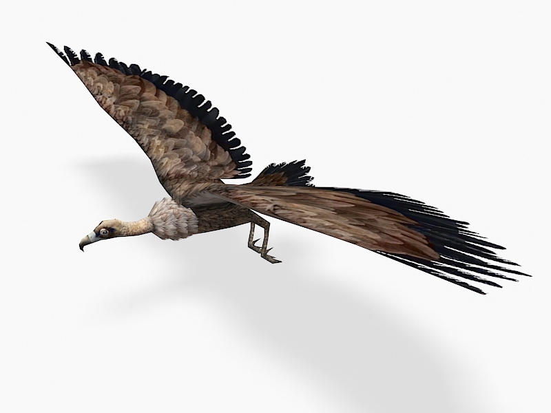 Brown Vulture Low Poly 3d rendering