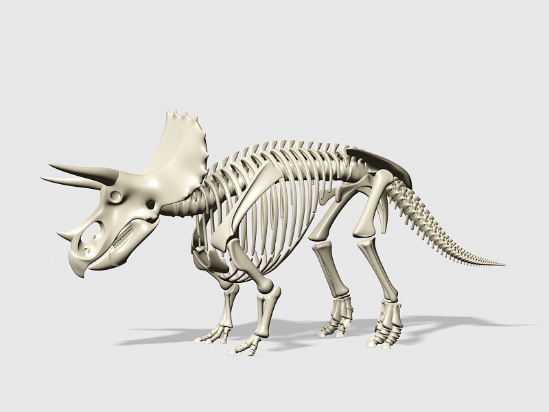 Triceratops Dinosaur Skeleton 3d rendering