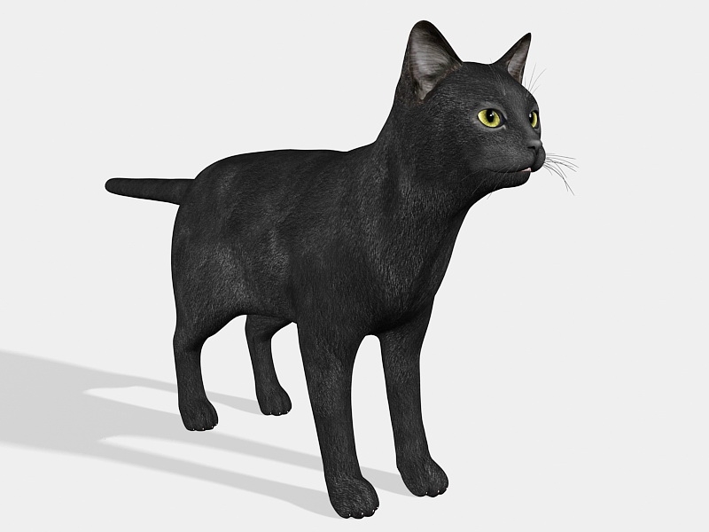 Black Cat Rig 3d rendering