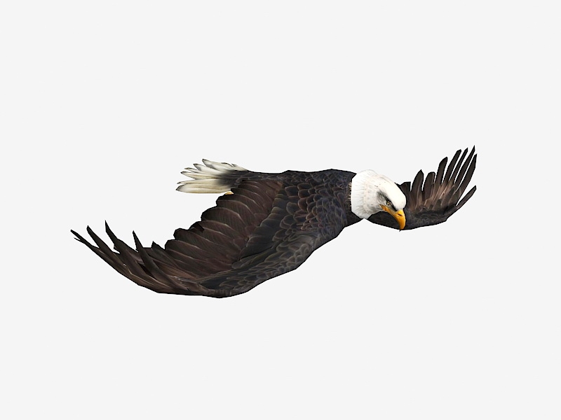 Flying Eagle Rigged 3d rendering