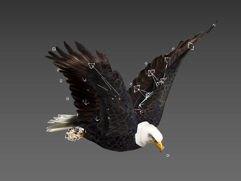 Flying Eagle Rigged 3d rendering