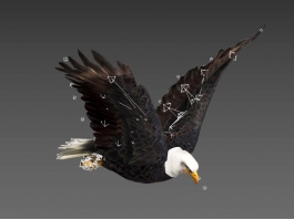 Flying Eagle Rigged 3d preview