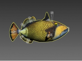 Animated Titan Triggerfish Rigged 3d preview