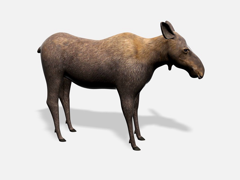 Female Moose Animal 3d rendering