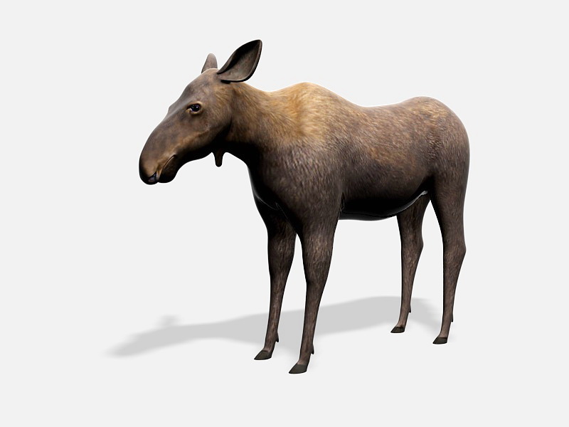 Female Moose Animal 3d rendering