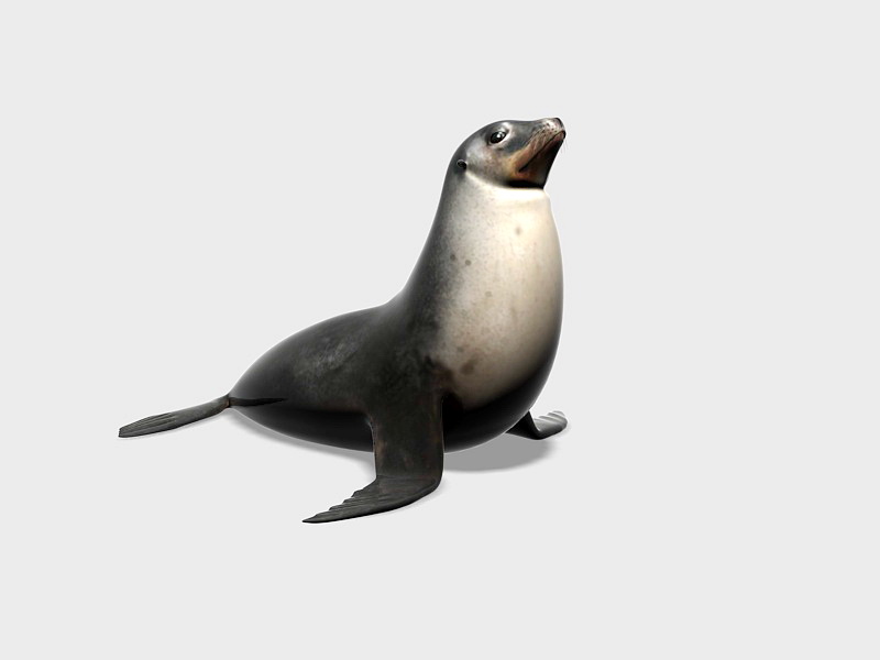 Sea Lion 3d rendering