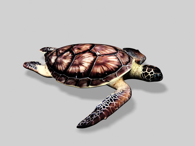 Sea Turtle 3d rendering