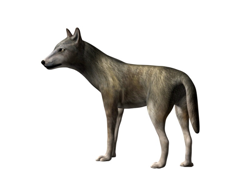 Wolf Rigged 3d rendering