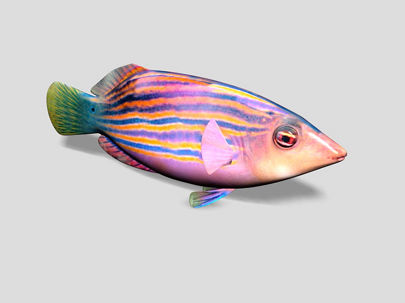 Six Line Wrasse Fish 3d rendering