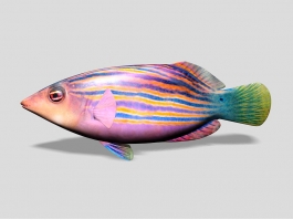 Six Line Wrasse Fish 3d model preview