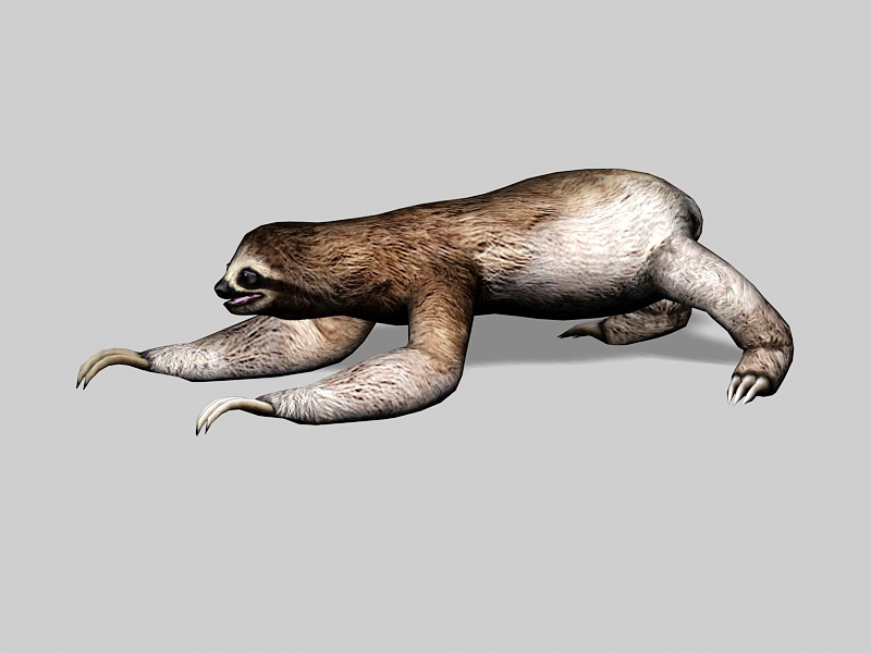 Sloth Animal 3d rendering