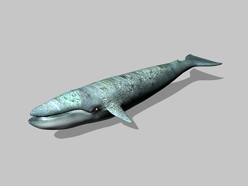 Blue Whale Animal 3d rendering