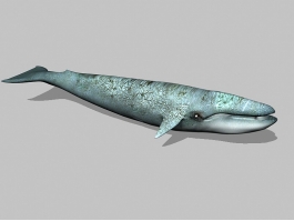 Blue Whale Animal 3d preview