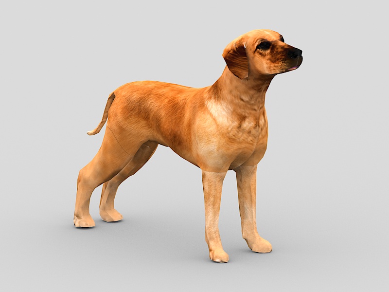 Short Haired Brown Dog 3d rendering