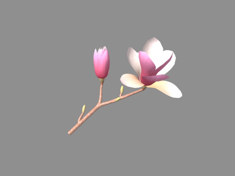 Beautiful Pink Magnolia Flowers 3d rendering