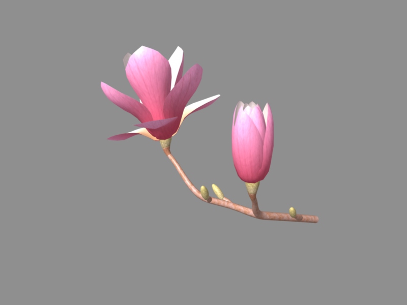 Beautiful Pink Magnolia Flowers 3d rendering