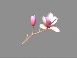 Beautiful Pink Magnolia Flowers 3d preview