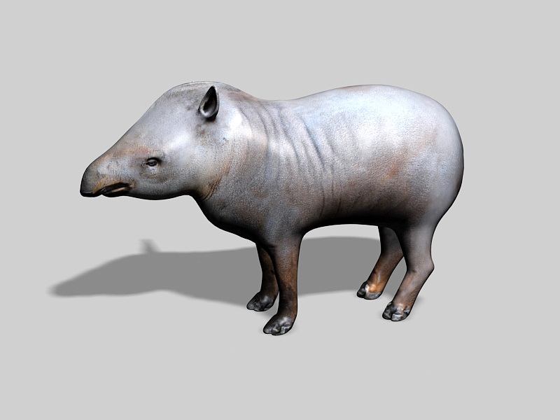 South American Tapir 3d rendering