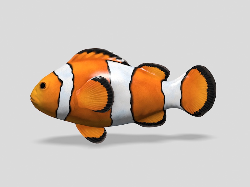 Clownfish 3d rendering