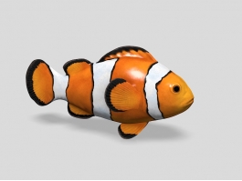 Clownfish 3d preview