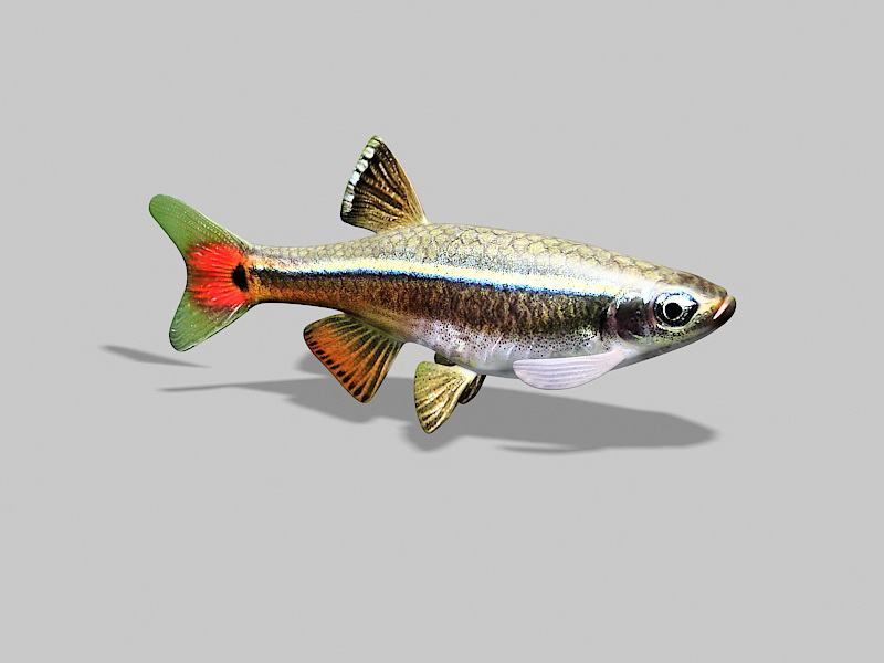 White Cloud Mountain Minnow 3d rendering