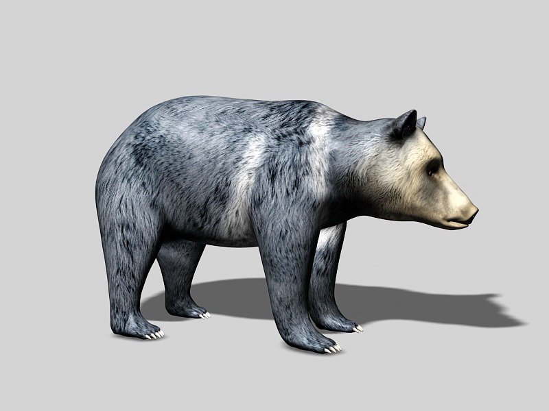 Tibetan Bear 3d rendering