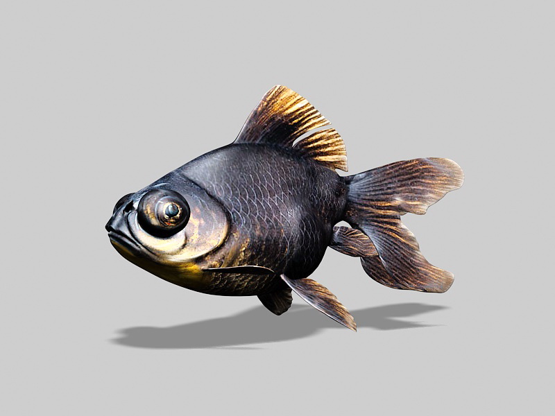 Black Moor Goldfish 3d rendering