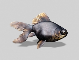 Black Moor Goldfish 3d model preview