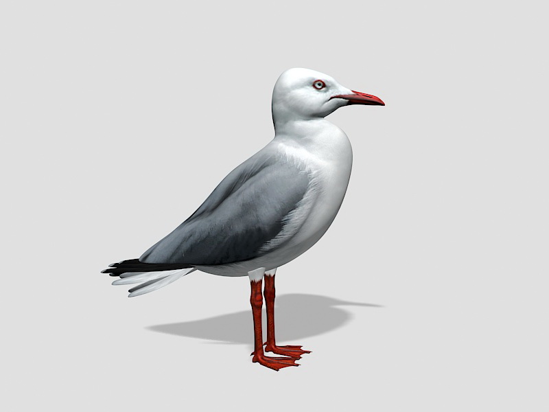Gull Bird 3d rendering