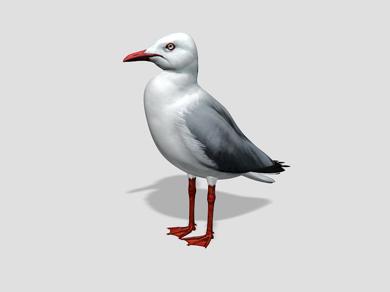 Gull Bird 3d rendering