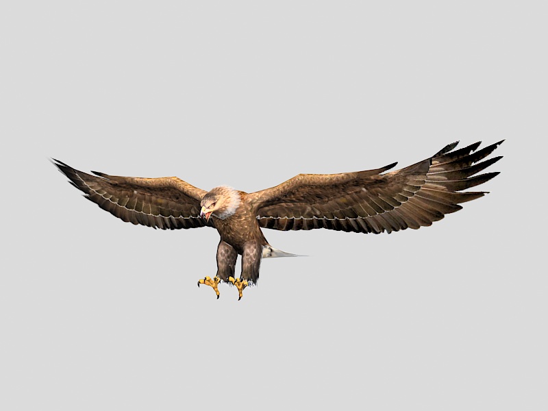 Bald Eagle Low Poly 3d rendering