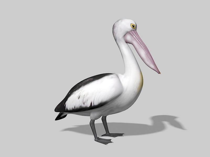 Australian Pelican 3d rendering