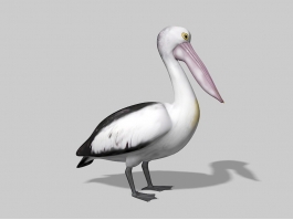 Australian Pelican 3d preview