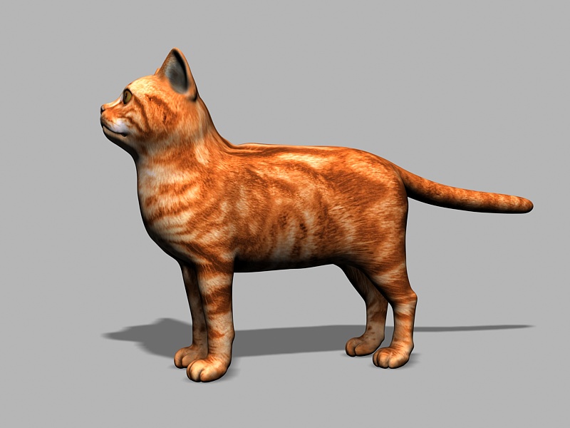 Orange Tabby Cat 3d rendering