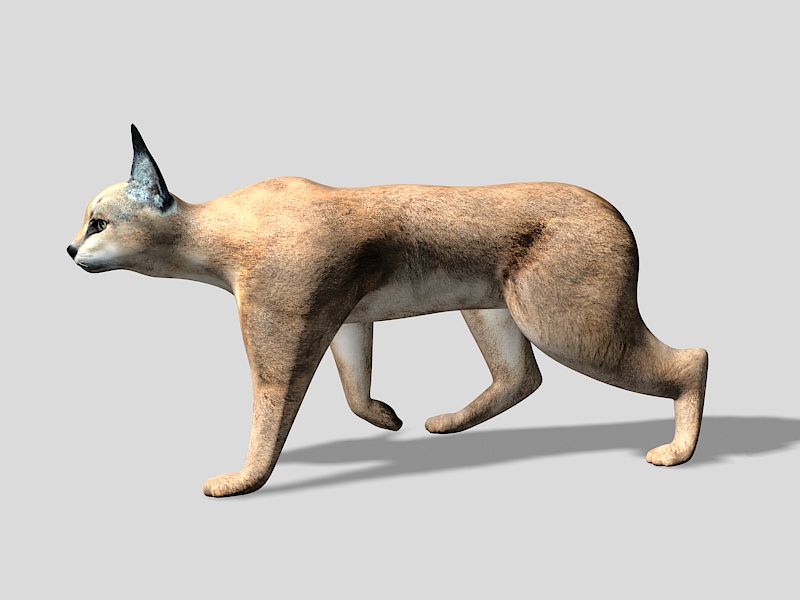 Caracal Cat 3d rendering