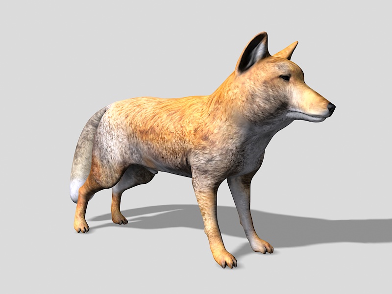 Tibetan Sand Fox 3d rendering