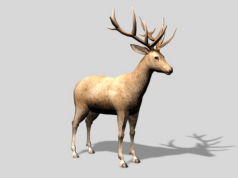 Male Red Deer 3d rendering