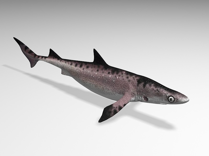 Small Tiger Shark Rigging 3d rendering