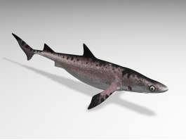 Small Tiger Shark Rigging 3d preview