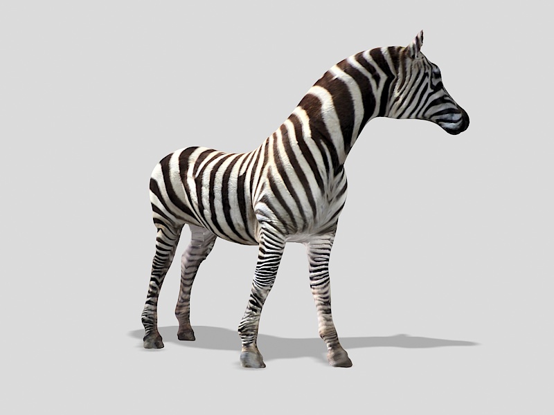 Beautiful Zebra 3d rendering