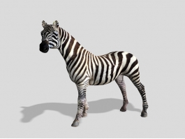 Beautiful Zebra 3d preview
